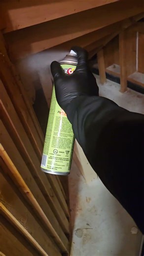 Destroying a Carpenter Ant Nest – Full Treatment & Spray Process