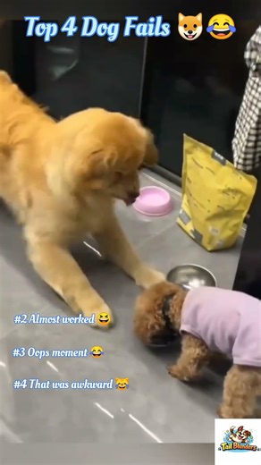 Top 4 Funniest Dog Fails 🐶😂 (Don’t Miss #1!)