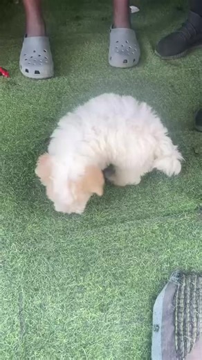 Chiot bichon frisé à vendre d’une très bonne qualité 300$ | G4+ animals | Facebook