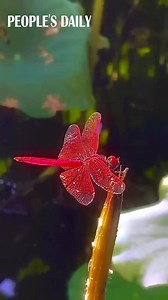 In most Asian cultures, red dragonflies are considered to be very sacred and rare, offering a symbol of courage, strength and happiness. | People's Daily, China