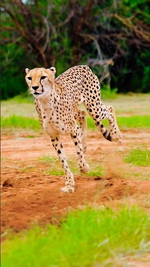 Cheetah Running in Slow Motion — Power, Speed & Grace 🐆 #wildlifeentertainment #nature