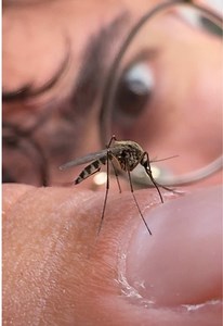 Este es nuestro peor enemigo en Finlandia… ¿Alguna vez te has visto en una situación similar? 🥲 #viral #nature #wildlife #melerus #biology