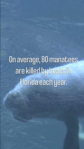 Manatee Awareness Month 2025