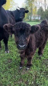 Happy Friday Everyone 🐮🤍🤗 Reminder to acknowledge the little things 🙏🏻 #attitudeofgratitude