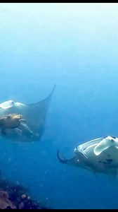 895K views · 10K reactions | What a naughty turtle punching the sting ray  #fbreelsfypシ゚viral #usa | Underwater Fishing life | Facebook