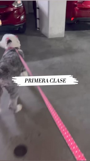 40K views · 172 reactions | En Tribu K9 no importa la edad, raza o problema Conoce a Silvia y a Pelusa.Veamos cómo les fue en su primera clase en nuestra sede de zona 11. Recuerda que es muy importante practicar los ejercicios en casa  para tener resultados óptimos y alcanzar todos los objetivos que tengas junto a tu perro! | La Tribu K9 - Club de Aventura y Deporte con tu Perro | Facebook