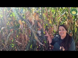 How to Make Homemade Corn Syrup: A Step-by-Step Guide