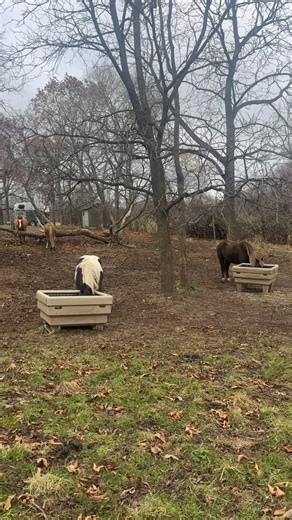 Looking for the perfect slow-feeding setup for every size of equine? 🐴✨ Our HayOptimizer Paddock version comes with standard or mini legs, so you can match the feeder height to your horse, pony, or adorable mini without compromising their natural eating posture. A Micro Mini version is also available without legs for the tiniest of your herd. Already have a HayOptimizer and want to switch it up? You can grab a leg-kit upgrade and adjust your feeder anytime your herd’s needs change. Easy, flexib