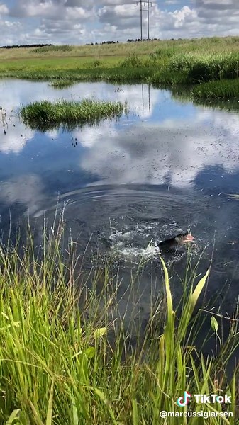 Fastest Pike Attack Ever - Topwater Fishing Fun