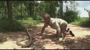 Catching tarantulas | one of the world's dangerous activities