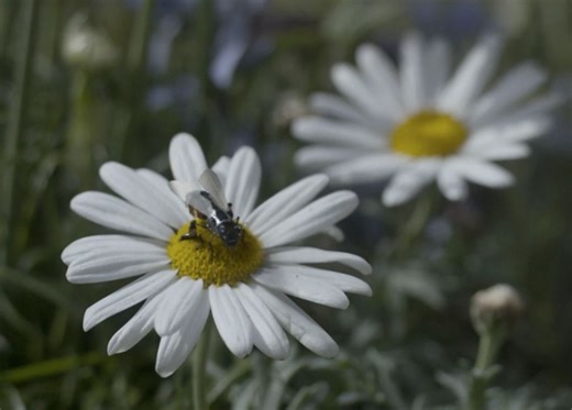 China & Russia will use 'insect-sized drones to commit murders & spy on West'