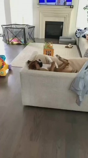 Perfect Shoot❤️ #boxerdog #boxerpuppy #boxerlove #ilovemyboxer #boxerpuppies | Boxer Fans