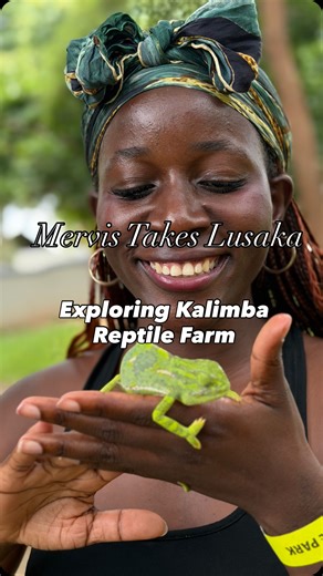 Travel With Mervis on Instagram: "Kalimba Reptile Farm in Lusaka was such an amazing experience and worth every kwacha and cent. I used a Yango to get there for 160 ZMW (about 8 USD) and paid 120 ZMW (about 6 USD) to access the farm. I got a guided tour that made everything so interesting as I learned about wildlife and nature and even got to interact with reptiles like a chameleon a crocodile and a python. Places like Kalimba Reptile Farm are so important because they help us understand reptile