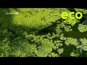 Eco India: Kochi experiments with micro algae for carbon capture and cleaning its air
