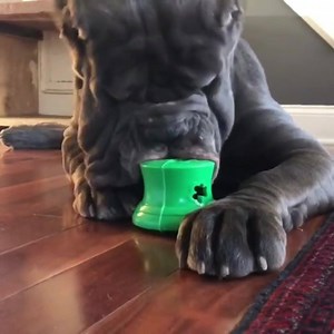 WHEN YOUR FAVORITE DOG TOYS ARE FROM BULLYMAKE! 🙈🙈 ✔️BULLYMAKE has you covered! With a monthly delivery that serves POWER CHEWERS ONLY, we deliver the toughest toys backed by our BULLYMAKE Guarantee. ✔️No toy goes destroyed with the Bullymake Box - or else we replace it FOR FREE. Let your pup chew and stay occupied for hours and hours each month, and don't worry about ever dealing with a destroyed toy again! ✔️See what 1000's and 1000's of power chewers across the globe LOVE - and use code FB1