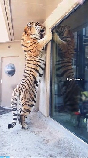 Siberian tiger standing on hind legs