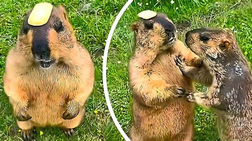 Snack attack! Groundhog hilariously defends cookie cap from hungry thief