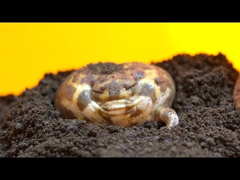 Approach the Rain frog.