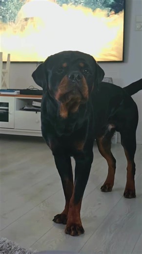 Understanding Your Dog's Communication