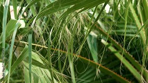 Long thread-like fibers of Washingtonia filifera palm leaf. Tropical tree leaves and with hanging threads