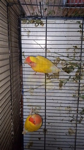 Adorable Lovebirds Staying Close Together | #BugdieLoveNest"