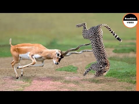 Gazelle Combat Trois Guépards ! Quand les Proies Combattent les Prédateurs