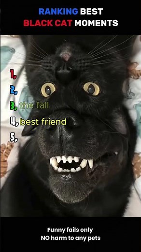 Ranking Best Black Cat Moments 🖤🐱 #cat #blackcat #ranking #cuteanimals
