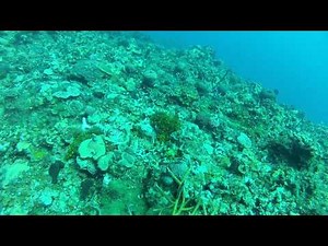 Montego Bay Scuba Dive 4 of 6 - Spanish Anchor