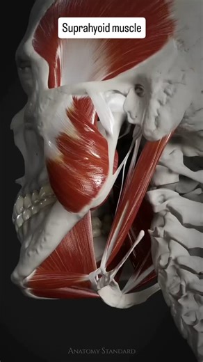 World of Biology | Suprahyoid muscle group. 👇👇👇 One of the functions of suprahyoid muscles is to open the mouth. Of the group visible in the video are the... | Instagram