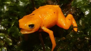 New Species of Poisonous 'Pumpkin' Toadlet Found in Brazil