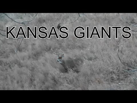 Kansas Public Land DIY Archery Deer Hunt Rutcation