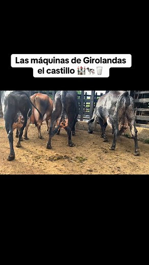 Girolandas el castillo 🐄🥛🏰 #girolando #girolandas #girolandasf1 #ganadogirolando #girolandaspreñadas #giroladas_col #girolandascolombia #girolandaselcastillo #gyrolandas #gyrolandaspreñadas #gyrolandasf1 #gyrolandaselcastillo #gyrolandascolombia #gyrolandasydemascruceslecheros #lecheria #lecheriatropical #ganaderia #ganadolechero #ganadodobleproposito #ganadotipoleche #novillasgirolandas #ternerasgirolandas #ordeño #ordeñomecanico | Girolandas El Castillo