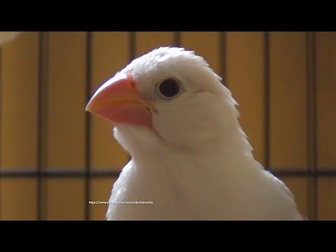 Newly Hatched Java Sparrow Chicks - Around 23 Days Old