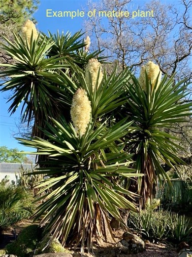 Yucca Treculeana (true Spanish Dagger) - From Central Texas - Etsy