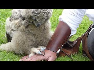 The World's Cutest Baby Owl Video