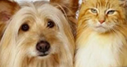 The Baltimore Humane Society Pet Food Pantry Is In Need Of Donations - CBS Baltimore