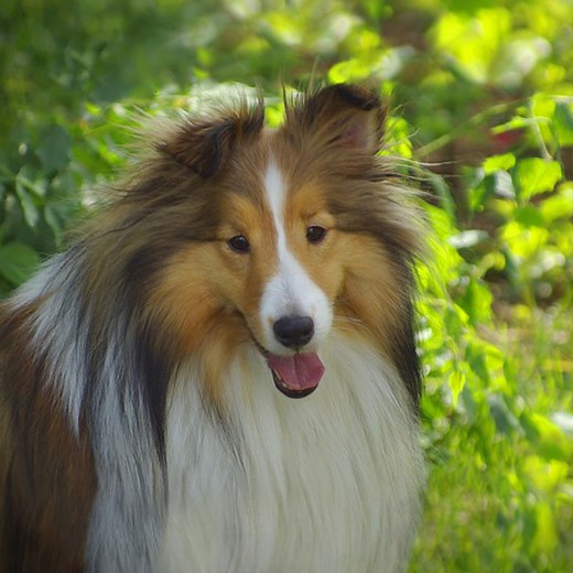 Support Minnesota Sheltie Rescue on GiveMN