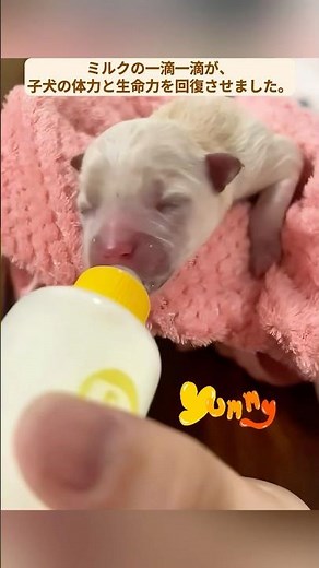 優しい女性がゴミ箱近くの水たまりに捨てられた子犬を救助 #犬 #保護犬 #子犬救助 #犬救助 #捨て犬