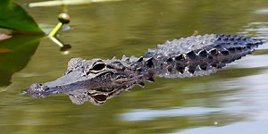 ‘Greater flexibility’ considered by FWC in gator hunts