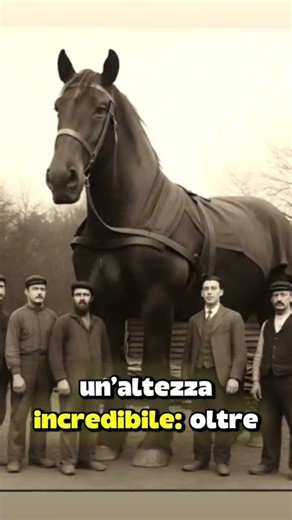 “Il cavallo più grande mai esistito 😳🐎Si chiamava Samson e pesava più di una macchina…