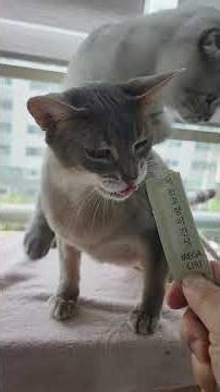 #고양이 #cat #반려묘 #집고양이 #아파트고양이일상 #츄르쟁탈전 #츄르에진심인고양이 #자리싸움하는수컷고양이 #임집사고양이TV #고양이일상 #대구고양이평화로운하루 #평화로운하루