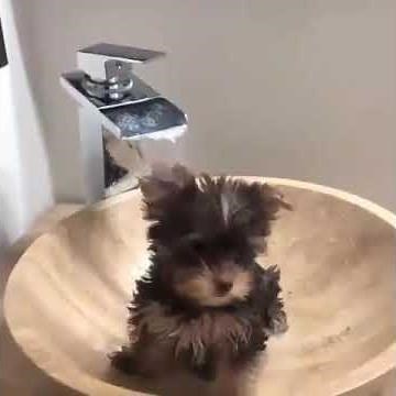 PUREBRED AKC YORKIE PUPPIES FOR SALE | TERRIFIC YORKIE FARM