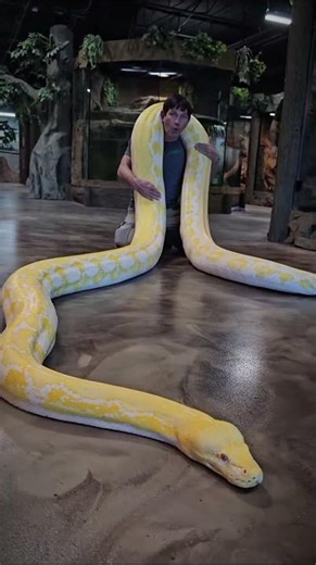 Amazing Animal Transformations 🐱🐍 | Cat, Fish & Snake Evolution #Shorts
