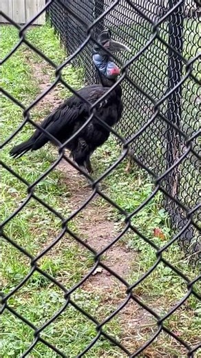 A Black Bird 🐦‍⬛ Running 🏃‍♂️