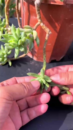 Essential Tips for Caring for Succulents