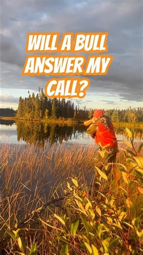 Trying to call out a bull moose with a traditional birchbark call #guidelife #moosehunting #hunting