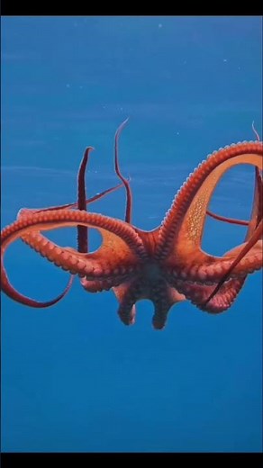 Ocean's Secret Performer: Red Octopus Moves!