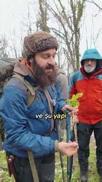 Doğada Hayatta Kalma : Baldıran Otu ( Conium maculatum ) \\ Yabani Bitkiler