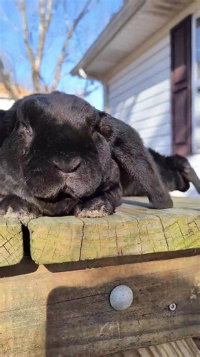 11.5 weeks. Buck. Miniature Plush Lop. Details in Comments! | Storybook Bunnies