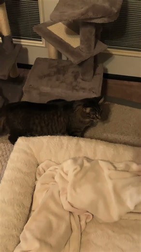 String Fun and Silly Kitties 😹🧵 #StringFunAndSillyKitties #StringPlay #KittenPlaytime